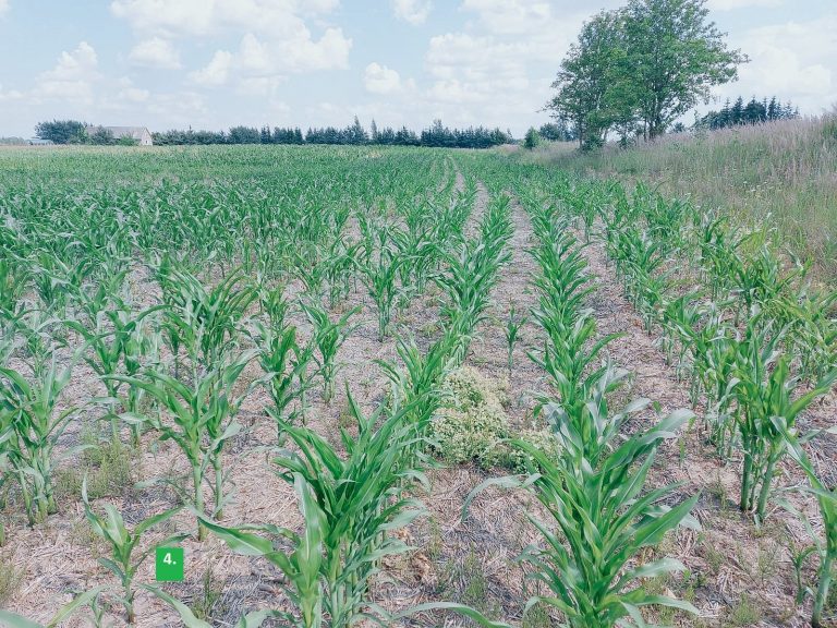 Sudygę kukurūzai po sėjos su Horizon DSX sėjamąja (4)