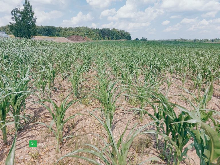 Sudygę kukurūzai po sėjos su Horizon DSX sėjamąja (5)